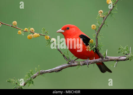 Volwassen mannetje Zwartvleugeltangare, erwachsenen männlichen Scarlet Tanager Stockfoto