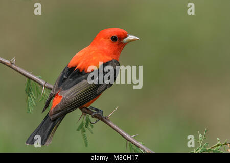 Volwassen mannetje Zwartvleugeltangare, erwachsenen männlichen Scarlet Tanager Stockfoto