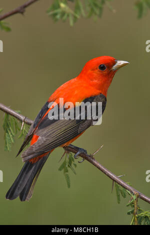 Volwassen mannetje Zwartvleugeltangare, erwachsenen männlichen Scarlet Tanager Stockfoto