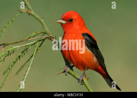 Volwassen mannetje Zwartvleugeltangare, erwachsenen männlichen Scarlet Tanager Stockfoto