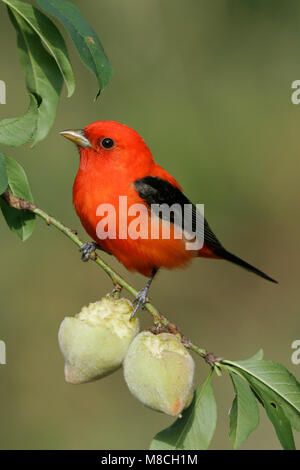 Volwassen mannetje Zwartvleugeltangare, erwachsenen männlichen Scarlet Tanager Stockfoto