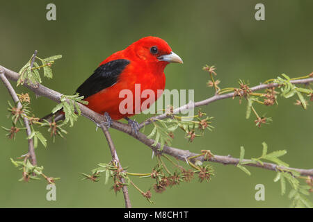 Volwassen mannetje Zwartvleugeltangare, erwachsenen männlichen Scarlet Tanager Stockfoto