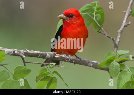 Volwassen mannetje Zwartvleugeltangare, erwachsenen männlichen Scarlet Tanager Stockfoto