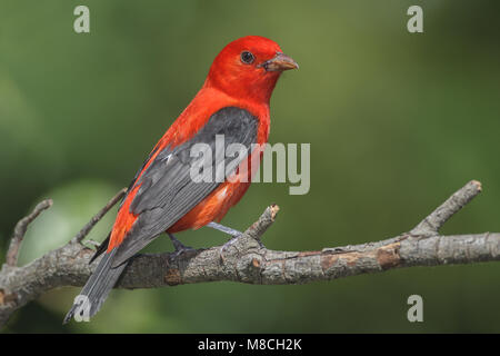 Volwassen mannetje Zwartvleugeltangare, erwachsenen männlichen Scarlet Tanager Stockfoto