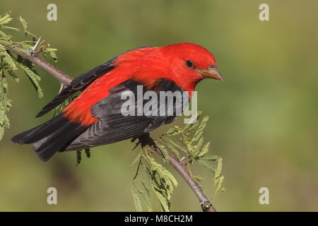 Volwassen mannetje Zwartvleugeltangare, erwachsenen männlichen Scarlet Tanager Stockfoto