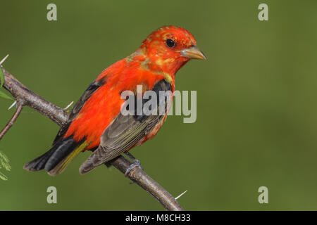 Volwassen mannetje Zwartvleugeltangare, erwachsenen männlichen Scarlet Tanager Stockfoto