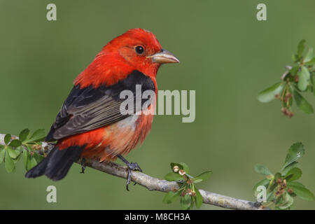 Volwassen mannetje Zwartvleugeltangare, erwachsenen männlichen Scarlet Tanager Stockfoto