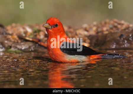 Volwassen mannetje Zwartvleugeltangare, erwachsenen männlichen Scarlet Tanager Stockfoto