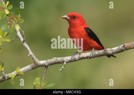 Volwassen mannetje Zwartvleugeltangare, erwachsenen männlichen Scarlet Tanager Stockfoto