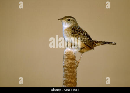 Nach Kidder Co., ND Juni 2002 Stockfoto