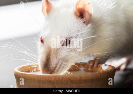 Tier weiße Ratte essen auf schwarzem Hintergrund Stockfoto