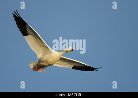 Nach White Morph Socorro Co., NM. Dezember 2014 Stockfoto