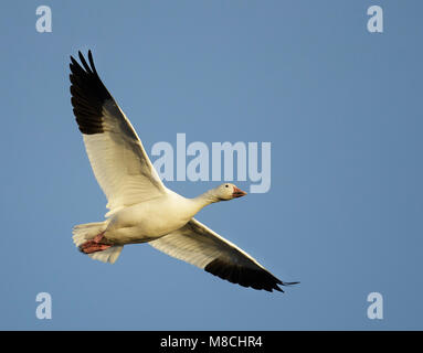 Nach White Morph Socorro Co., NM. Dezember 2014 Stockfoto