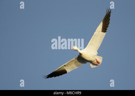 Nach White Morph Socorro Co., NM. Dezember 2014 Stockfoto