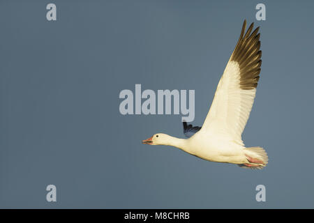 Nach White Morph Socorro Co., NM. Dezember 2014 Stockfoto