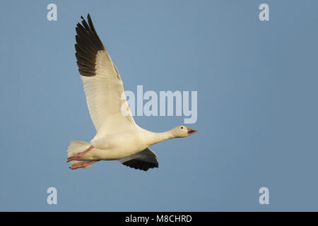 Nach White Morph Socorro Co., NM. Dezember 2014 Stockfoto