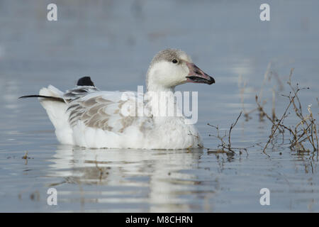 Juveniele witte vorm Sneeuwgans, Juvenile White Morph Snow Goose Stockfoto