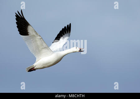 Nach White Morph Socorro Co., NM. Dezember 2014 Stockfoto