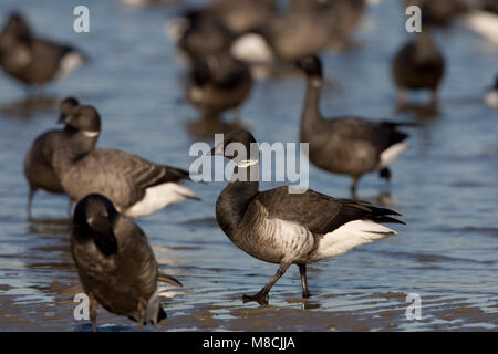 Zwarte Rotgans op het Wad; Schwarz Brent auf dem Wattenmeer Stockfoto