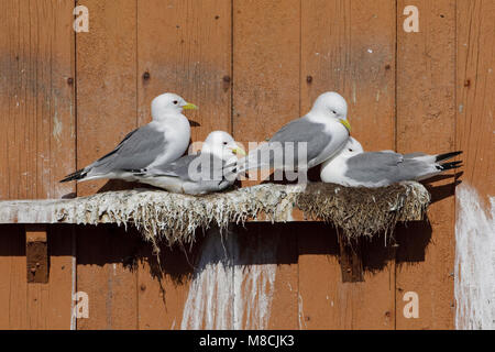 Drieteenmeeuw nestelend op Gebouw; Schwarz-legged Dreizehenmöwen Zucht auf Gebäude Stockfoto