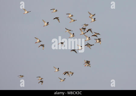 Tureluur groep Boven het Wad; Gemeinsame Rotschenkel Gruppe bei Flut fliegen Roost Stockfoto