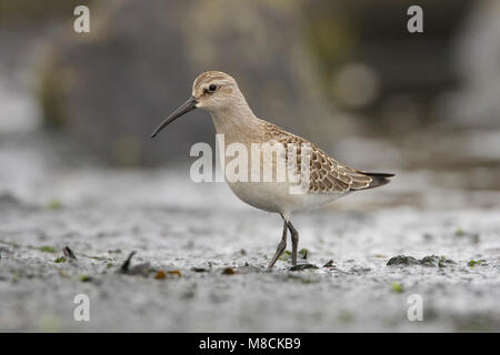 Juveniele Krombekstrandloper; Juvenile Curlew Sandpiper Stockfoto