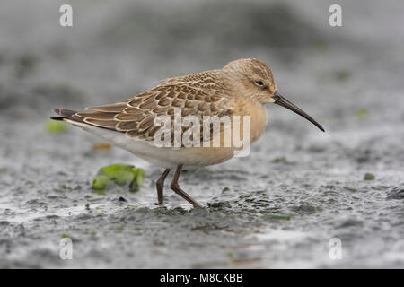 Juveniele Krombekstrandloper; Juvenile Curlew Sandpiper Stockfoto