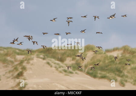 Vliegende groep Smienten; Fliegende Gruppe eurasischen Wigeons Stockfoto