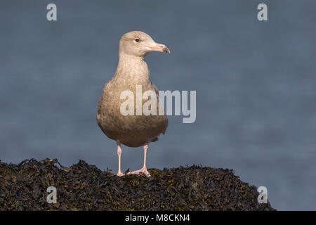 Jonge Grote Burgemeester op een Steen; Erste winter Glaucous Möwe auf einem Felsen Stockfoto