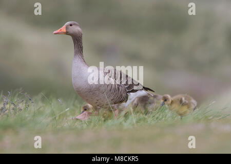 Graugans mit Jugendlichen; Grauwe Gans met Jongen Stockfoto