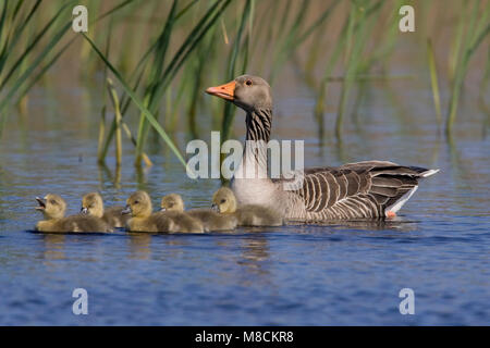 Graugans mit Jungen; Grauwe Gans met Jongen Stockfoto