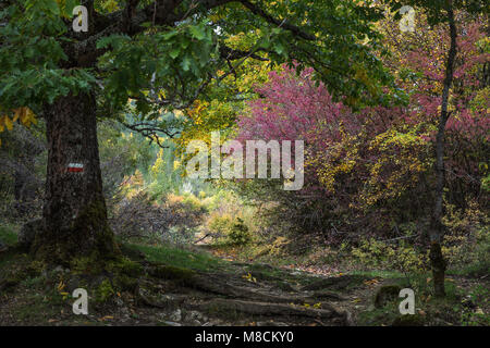 Pfad in der Camosciara, Herbst Landschaft. Abruzzen Stockfoto