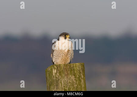 Slechtvalk Mannetje in zit; Männliche Wanderfalke gehockt Stockfoto