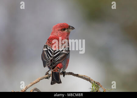 Mann Haakbek zittend op Tak, männliche Pine Grosbeak thront auf Zweig Stockfoto