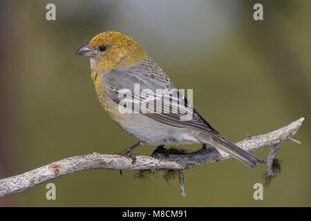 Zittend Haakbek vrouwtje; Thront weiblichen Pine Grosbeak Stockfoto