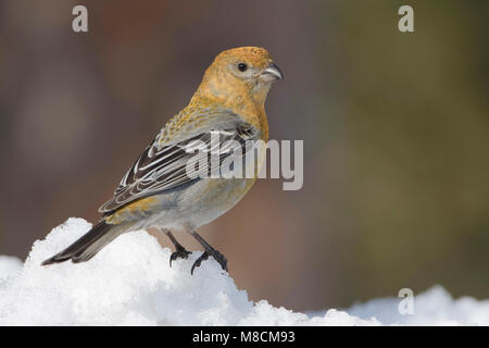 Zittend Haakbek vrouwtje in de sneeuw; Thront weiblichen Pine Grosbeak im Schnee Stockfoto