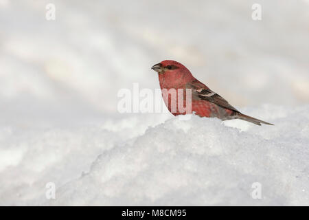 Zittend haakbek Mann in de sneeuw; Pine Grosbeak männlichen im Schnee gehockt Stockfoto