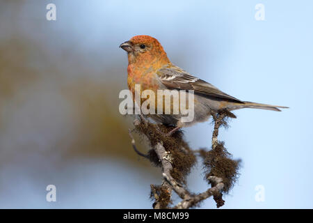 Zittend Haakbek vrouwtje; Thront weiblichen Pine Grosbeak Stockfoto