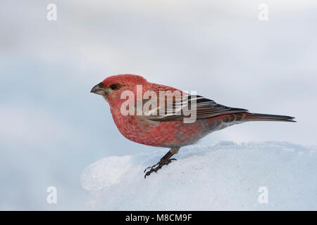 Zittend haakbek Mann in de sneeuw; Pine Grosbeak männlichen im Schnee gehockt Stockfoto