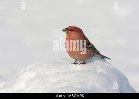 Zittend haakbek Mann in de sneeuw; Pine Grosbeak männlichen im Schnee gehockt Stockfoto