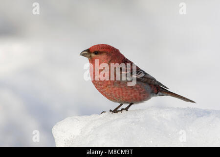 Haakbek Mann in de sneeuw; Pine Grosbeak Männchen im Schnee; Stockfoto