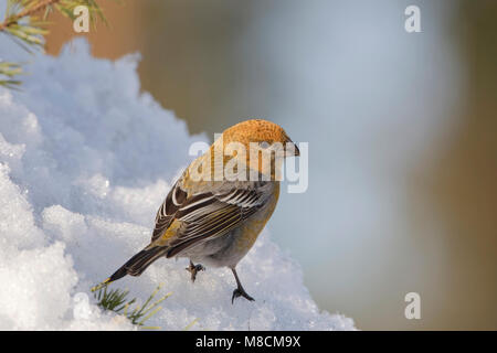 Zittend Haakbek vrouwtje in de sneeuw; Thront weiblichen Pine Grosbeak im Schnee Stockfoto