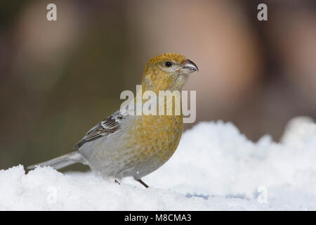 Zittend Haakbek vrouwtje in de sneeuw; Thront weiblichen Pine Grosbeak im Schnee Stockfoto