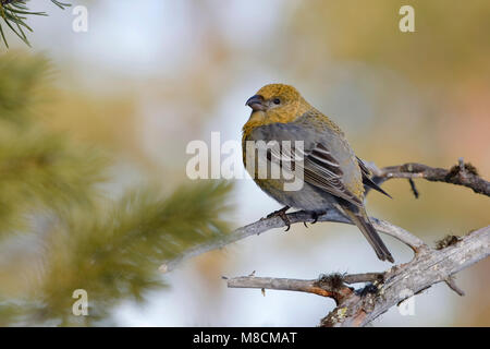 Zittend Haakbek vrouwtje op Tak; weibliche Pine Grosbeak thront auf einem Zweig Stockfoto