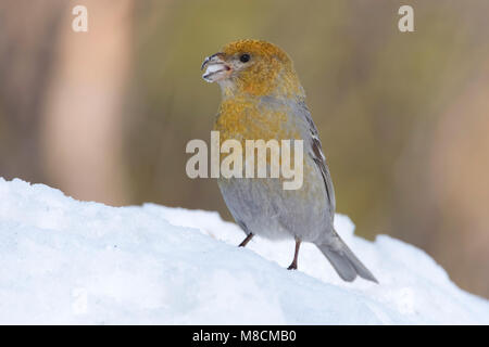 Zittend Haakbek vrouwtje in de sneeuw; Thront weiblichen Pine Grosbeak im Schnee Stockfoto