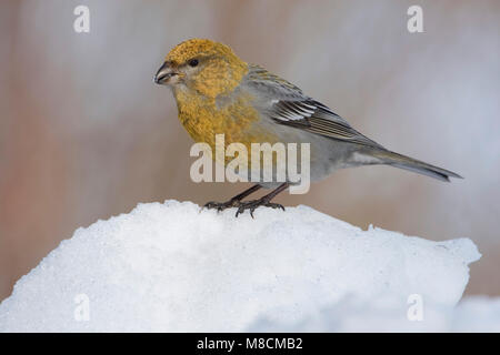 Zittend Haakbek vrouwtje in de sneeuw; Thront weiblichen Pine Grosbeak im Schnee Stockfoto