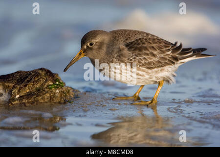 Paarse Strandloper in winterkleed; Meerstrandläufer im Winter Gefieder Stockfoto