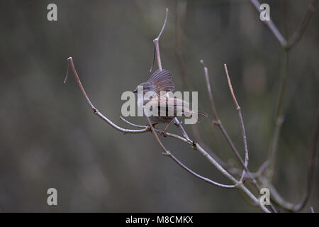 Dunnock (Phasianus colchicus) Stockfoto