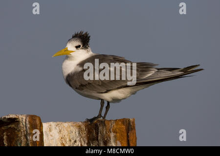 Grote Kuifstern zittend op Paal; Great Crested Tern auf einer Stange gehockt Stockfoto