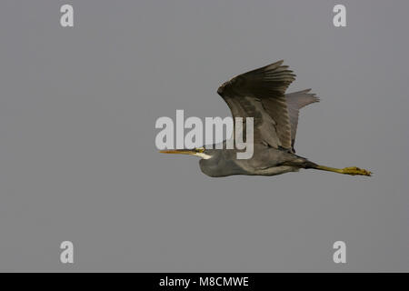 Vliegende donkere Fase Westelijke Rifreiger; Fliegen dunkel morph Western Reef Heron Stockfoto